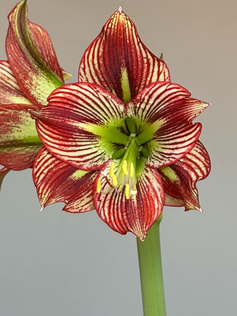 Hippeastrum Dragon x Devil Man - 5 seeds.