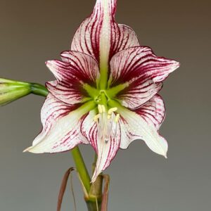 Alternative view of Hippeastrum JP1828-1 x MWDS-1 variegated 5 seeds.