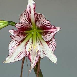 Hippeastrum MWDS-1 variegated x RPn1 - 5 seeds.