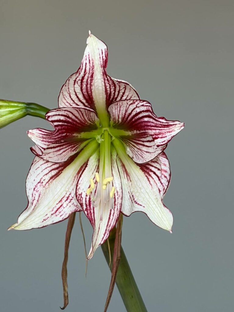 Hippeastrum 1842 x MWDS-1 variegated 10 seeds.