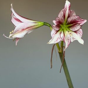 Hippeastrum MWDS Variegated -1 bulb 1,5cm