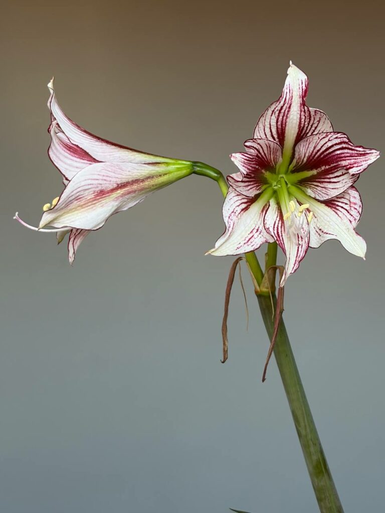 Hippeastrum MWDS Variegated -1 bulb 1,5cm
