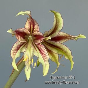 Hippeastrum LP n3. X RPn1  10 seeds.