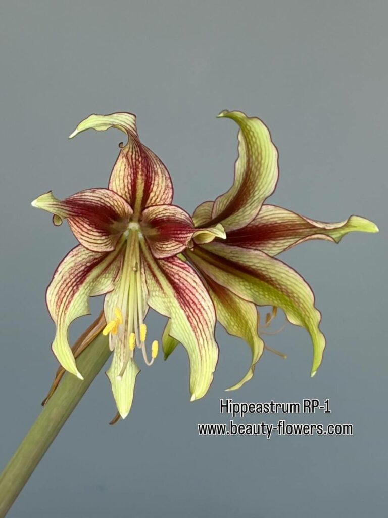Hippeastrum LP n3. X RPn1  10 seeds.