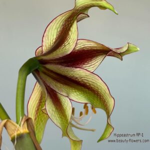 Alternative view of Hippeastrum LP n3. X RPn1 10 seeds.