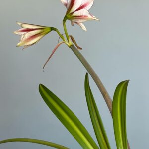 Hippeastrum MH-2 X  MWDS Variegated - 10 seeds.