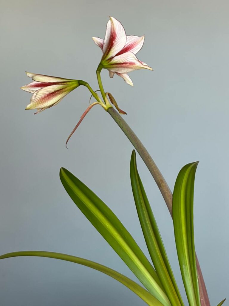 Hippeastrum MH-2 X  MWDS Variegated - 10 seeds.