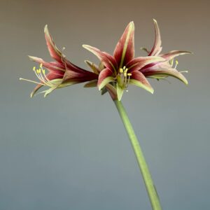 Alternative view of Hippeastrum CTn3- 1 bulb.