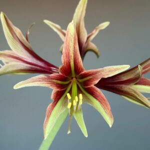 Hippeastrum CTn3- 1 bulb.