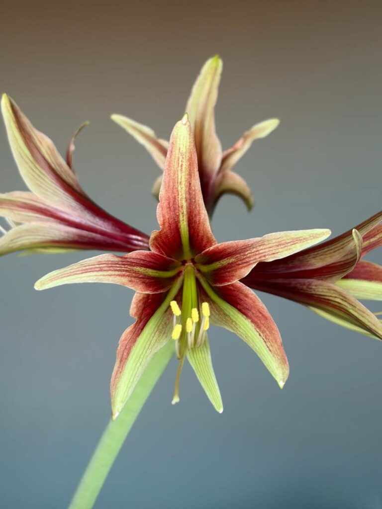 Hippeastrum CTn3- 1 bulb.