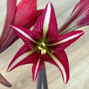 Hippeastrum sonatini 1828 x iguazuanum Variegated-1 - 1 bulb.