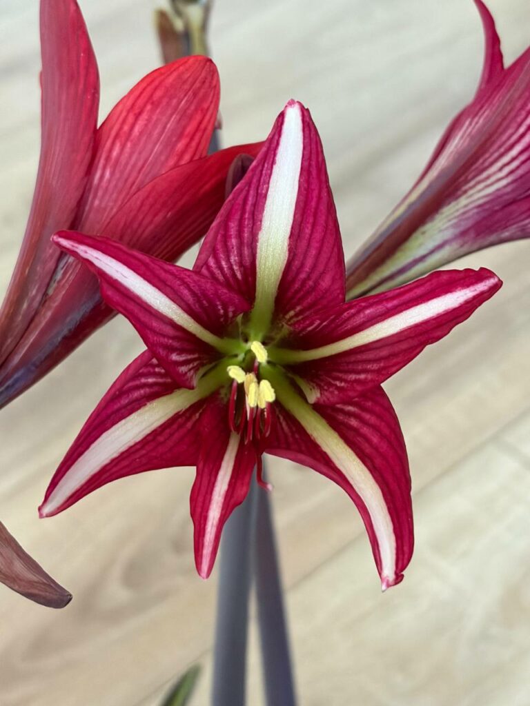 Hippeastrum sonatini 1828 x iguazuanum Variegated-1 - 1 bulb.