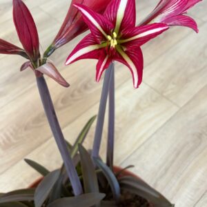 Hippeastrum  KMPH x S1828I-1  - Variegated 5 seeds.