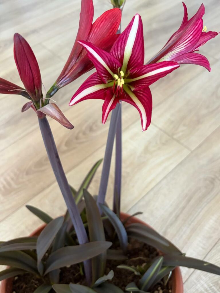 Hippeastrum  KMPH x S1828I-1  - Variegated 5 seeds.