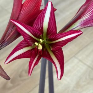 Alternative view of Hippeastrum sonatini 1828 x iguazuanum Variegated-1 - 1 bulb.