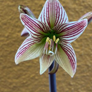 Alternative view of Hippeastrum sonatini 1828 x iguazuanum Variegated-3 - 1 bulb.