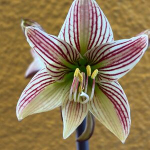 Hippeastrum sonatini 1828 x iguazuanum Variegated-3 - 1 bulb.