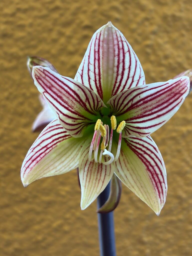 Hippeastrum sonatini 1828 x iguazuanum Variegated-3 - 1 bulb.