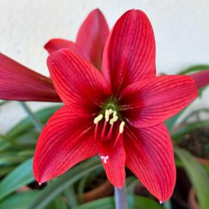 Alternative view of Hippeastrum sonatini 1828 x iguazuanum Variegated-2- 1 bulb.