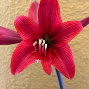 Hippeastrum sonatini 1828 x iguazuanum Variegated-2- 1 bulb.