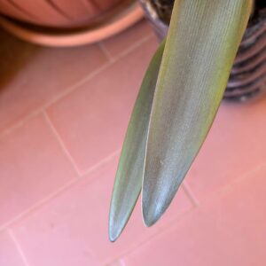 Alternative view of Hippeastrum sonatini 1828 x iguazuanum Variegated-2- 1 bulb.