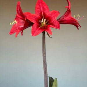 Hippeastrum sonatini 1828 x iguazuanum Variegated-2- 1 bulb.