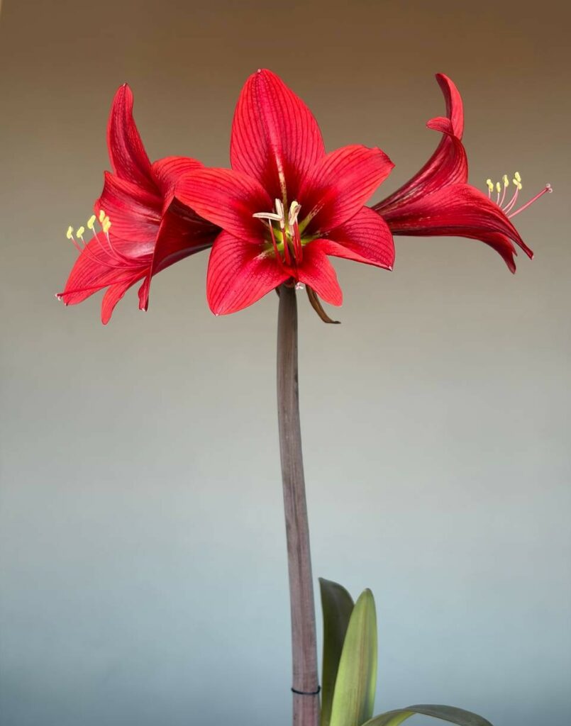 Hippeastrum sonatini 1828 x iguazuanum Variegated-2- 1 bulb.
