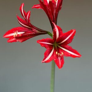 Hippeastrum APS1828-1  Variegated - 1 bulb.