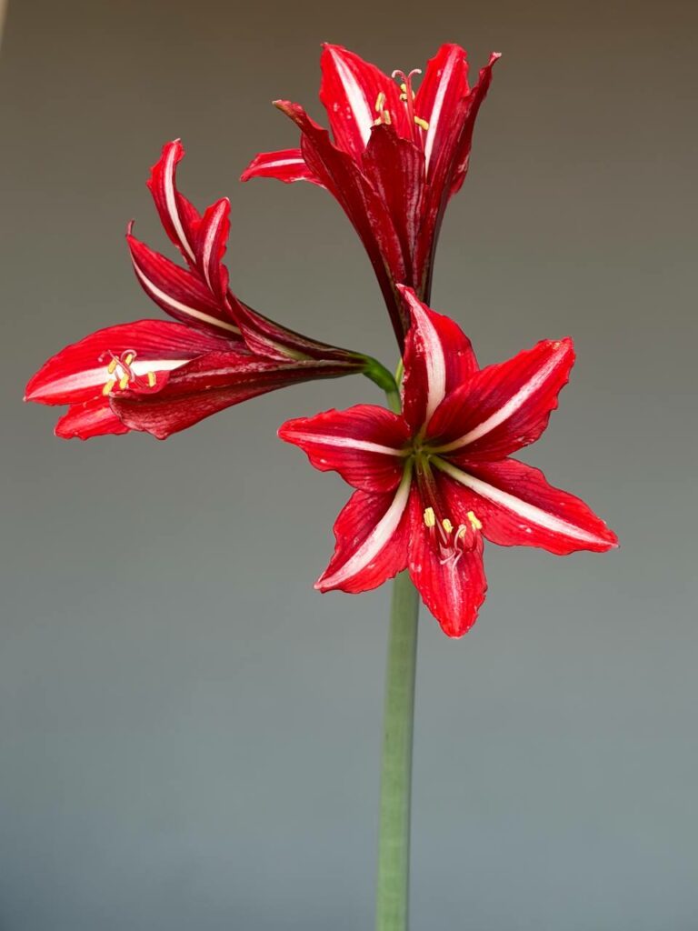 Hippeastrum APS1828-1  Variegated - 1 bulb.