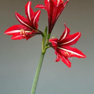 Alternative view of Hippeastrum APS1828-1 Variegated - 1 bulb.