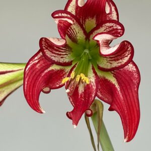 Hippeastrum LPn2 x JPTNM-2 - 10 seeds.