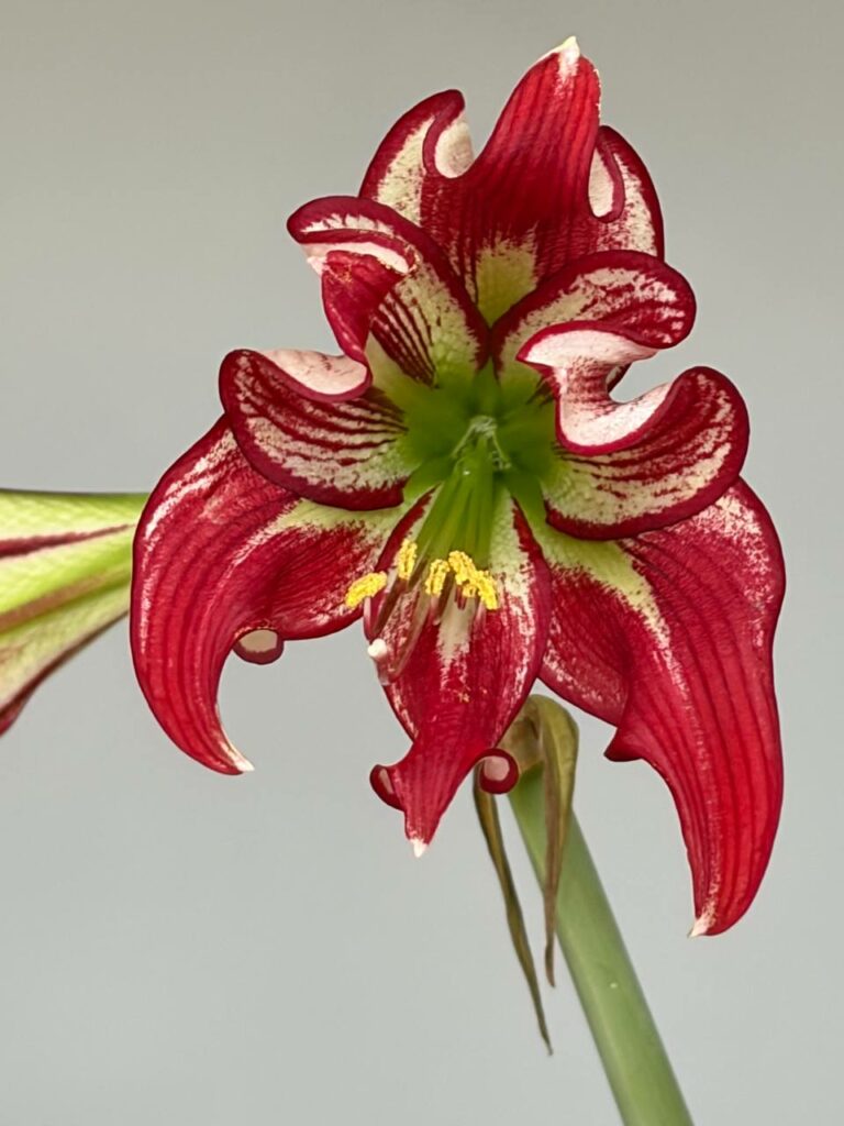 Hippeastrum LPn2 x JPTNM-2 - 10 seeds.