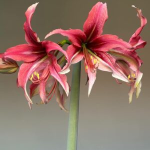 Alternative view of Hippeastrum MH-2 X Bukasovii - 10 seeds.