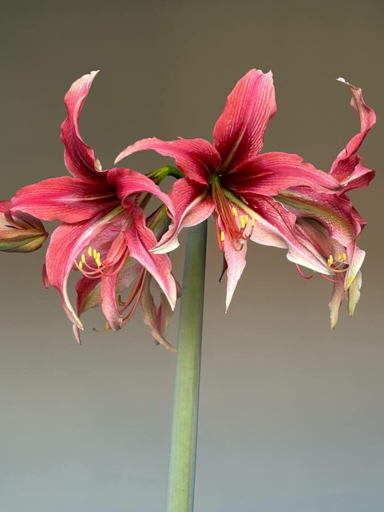 Hippeastrum MH-2 X  Leucopardinum - 10 seeds.