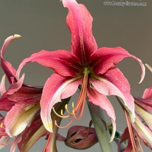 Hippeastrum MH-2 X  LPn2  - 10 seeds.
