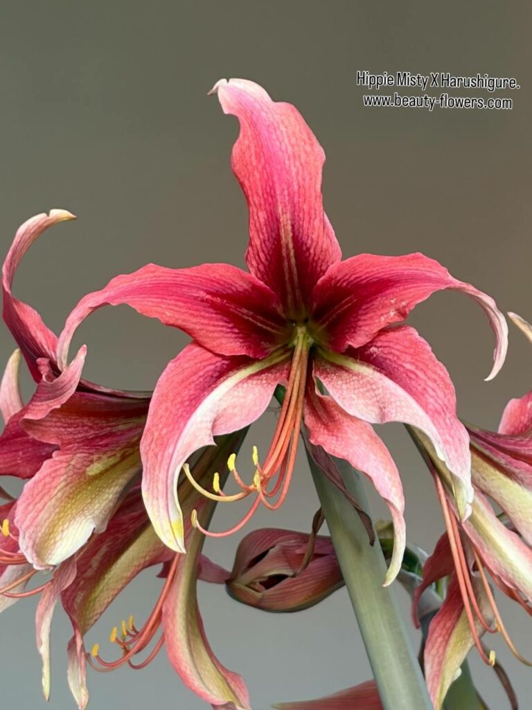 Hippeastrum MH-2 X  LPn2  - 10 seeds.