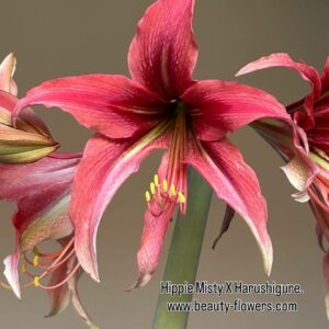 Alternative view of Hippeastrum MH-2 X Lapacense - 10 seeds.