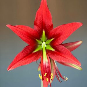 Alternative view of Hippeastrum punini nova specie - 1 bulb.