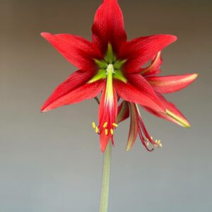 Hippeastrum punini nova specie  - 1 bulb.