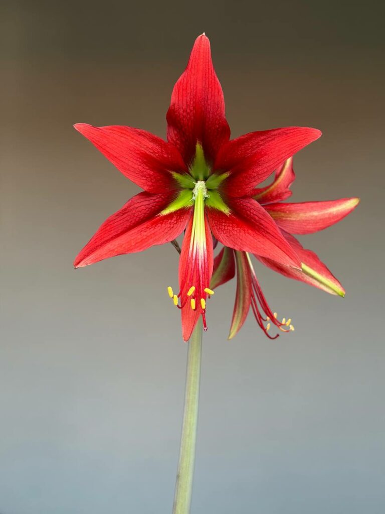 Hippeastrum punini nova specie  - 1 bulb.