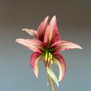 Hippeastrum IY-1  x Tarantula-  10 seeds.