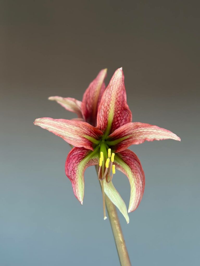 Hippeastrum IY-1  x Tarantula-  10 seeds.