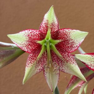 Hippeastrum nova sp. leucopardinum- 1 bulb.