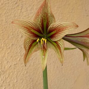 Alternative view of Hippeastrum NGI X Leucopardinum - 5 seeds.