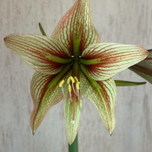 Hippeastrum NGI X Leucopardinum - 5 seeds.