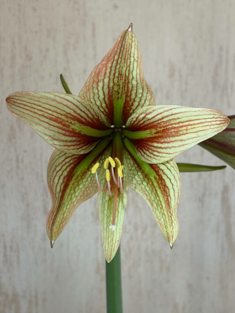 Hippeastrum NGI X Leucopardinum - 5 seeds.