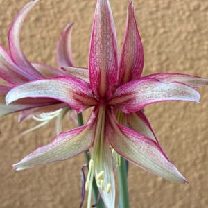 Hippeastrum Chico x Milky Way - 1 bulb.