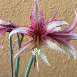 Alternative view of Hippeastrum Chico x Milky Way - 1 bulb.
