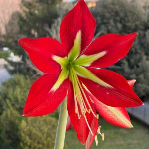 Hippeastrum MM-1 x Little Red Honey - 5 seeds.