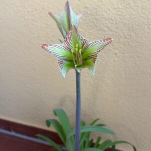 Alternative view of Hippeastrum iguazuanum 5 seeds.